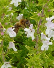 sarriette vivace et abeille